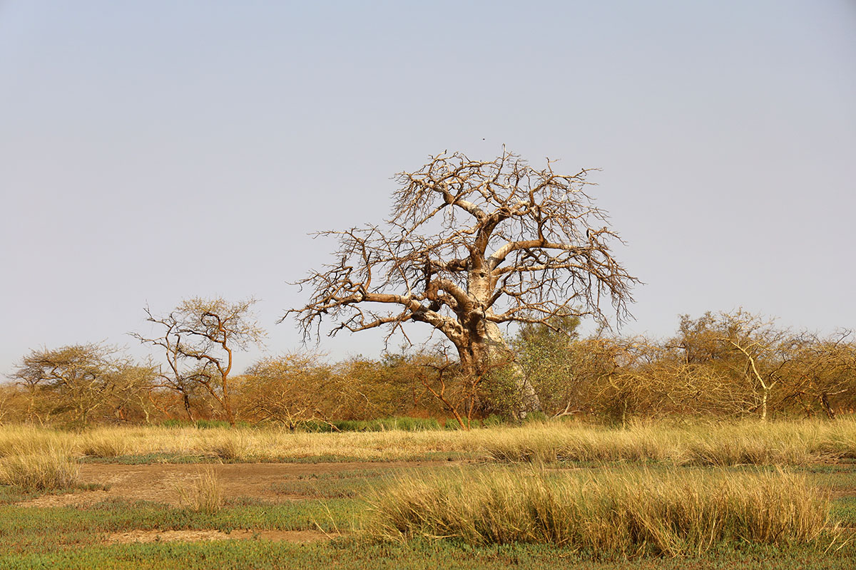 Baobab